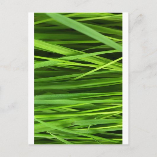 Grüne Blatt Kunst Postkarte (Vorderseite)