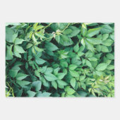 Grüne Blätter (Vorderseite 2)