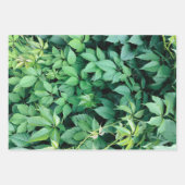 Grüne Blätter (Vorderseite)