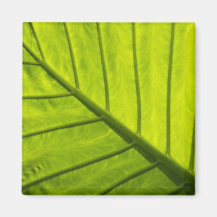 Grüne Blätter aus tropischem Blattwerk in 2 Magnet