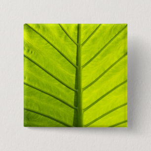 Grüne Blätter aus tropischem Blattwerk in Button