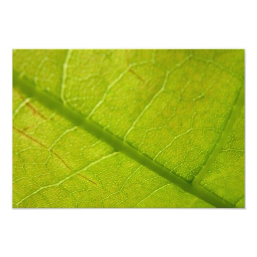 Grüne Blätter Botanische Naturfotografie Fotodruck (Vorne)