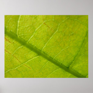 Grüne Blätter Botanische Naturfotografie Poster