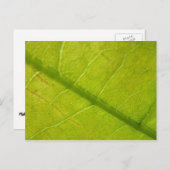 Grüne Blätter Botanische Naturfotografie Postkarte (Vorne/Hinten)
