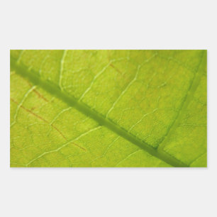 Grüne Blätter Botanische Naturfotografie Rechteckiger Aufkleber