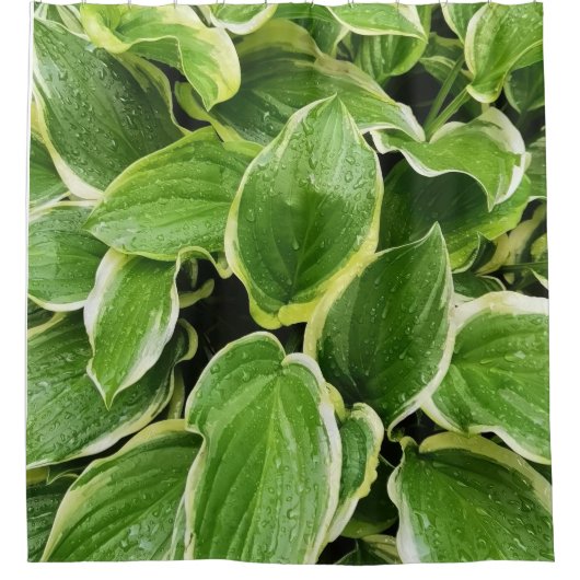 grüne Blätter Duschvorhang (Vorderseite)