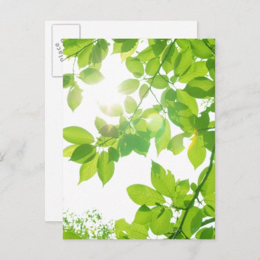 Grüne Blätter im Sonnenlicht, nah-up Postkarte (Vorne/Hinten)