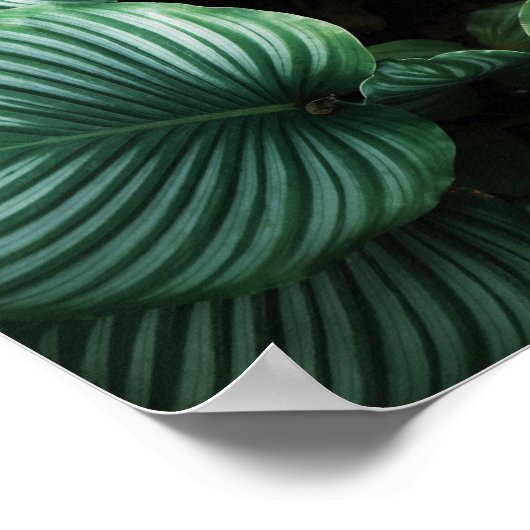 Grüne Blätter mit weißer Streifen Pflanze Poster (Ecke)