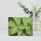 Grüne Blätter Postkarte (Stehend Vorderseite)