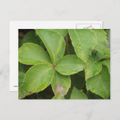Grüne Blätter Postkarte (Vorne/Hinten)
