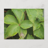 Grüne Blätter Postkarte (Vorderseite)