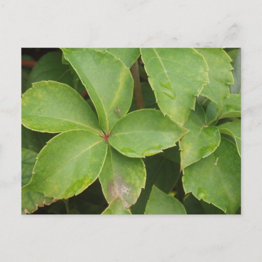 Grüne Blätter Postkarte (Vorderseite)