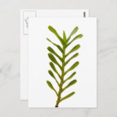 Grüne Blätter Postkarte (Vorne/Hinten)