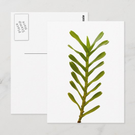 Grüne Blätter Postkarte (Vorne/Hinten)