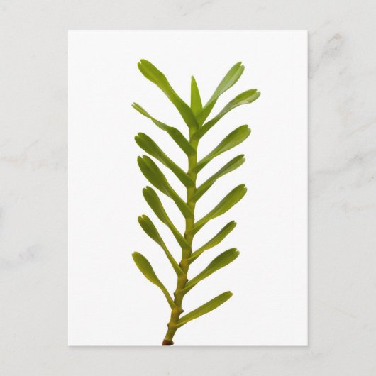 Grüne Blätter Postkarte (Vorderseite)