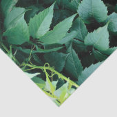 Grüne Blätter Seidenpapier (Detail)