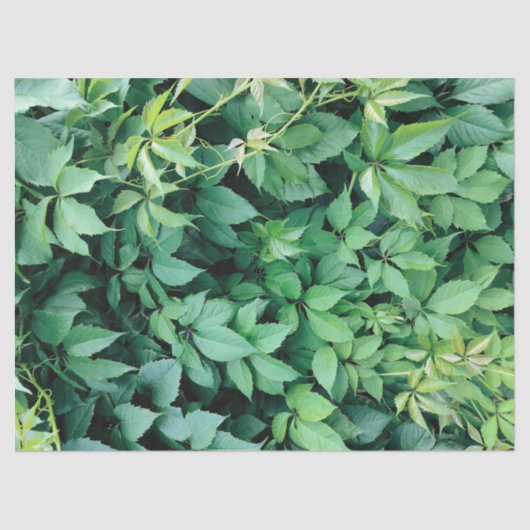 Grüne Blätter Seidenpapier (Vorderseite)