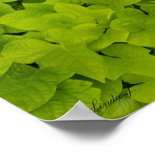 Grüne Blätter Textur Hintergrund Leinwand oder Pos Poster (Ecke)