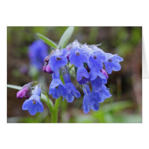 Grüne Bluebells