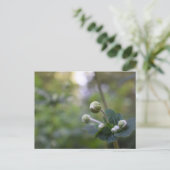 Grüne Blume Bud Garden Naturfotografie Florenz Postkarte (Stehend Vorderseite)