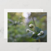 Grüne Blume Bud Garden Naturfotografie Florenz Postkarte (Vorne/Hinten)