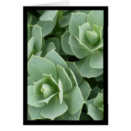 Grüne Blüten - das Lied von Sol. 4:9 Grußkarte