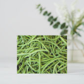 Grüne Bohnen Postkarte (Stehend Vorderseite)