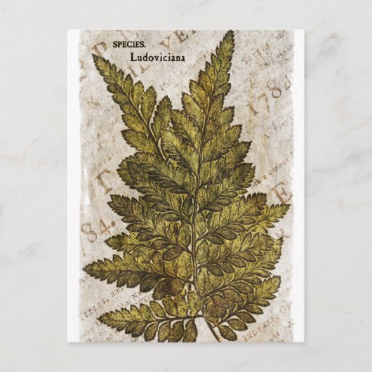 Grüne Botanische Ferns tropische Vorlage Postkarte (Vorderseite)