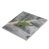 Grüne Cricket-Makrofolie Fliese (Seite)