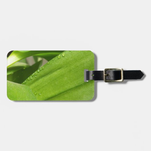 Grüne Dendrobium Orchid-Pflanze geschlossen Gepäckanhänger (Vorderseite horizontal)