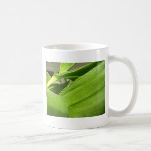 Grüne Dendrobium Orchid-Pflanze geschlossen Kaffeetasse