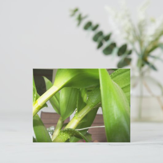 Grüne Dendrobium Orchid-Pflanze geschlossen Postkarte (Stehend Vorderseite)