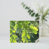 Grüne Eiche Blätter unbedruckt Postkarte (Stehend Vorderseite)