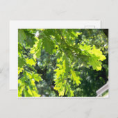 Grüne Eiche Blätter unbedruckt Postkarte (Vorne/Hinten)