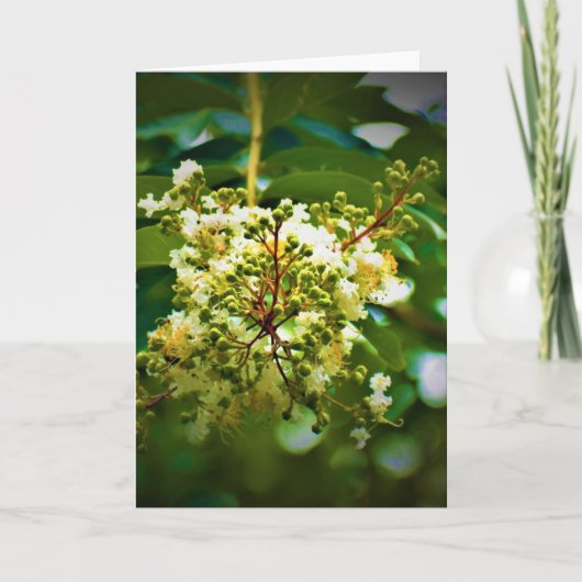 Grüne Erde, Karte (Vorderseite)