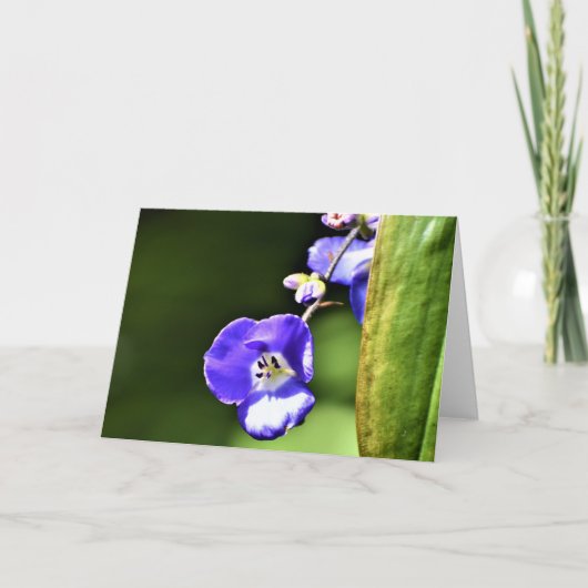 Grüne Erde, Karte (Vorderseite)