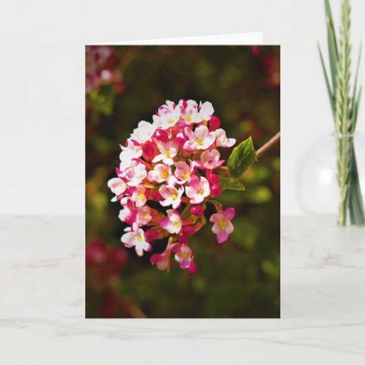 Grüne Erde, Karte (Vorderseite)