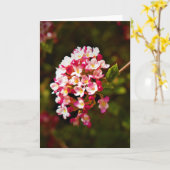 Grüne Erde, Karte (Gelbe Blume)