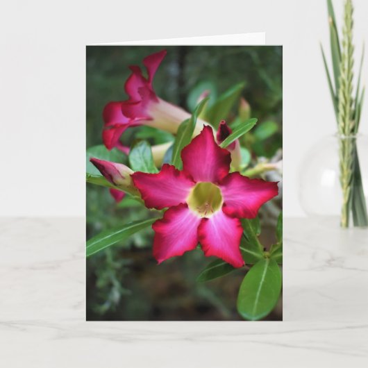 Grüne Erde, Karte (Vorderseite)