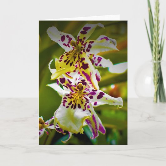 Grüne Erde, Karte (Vorderseite)