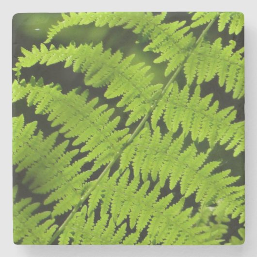 Grüne Farn Steinuntersetzer (Vorderseite)