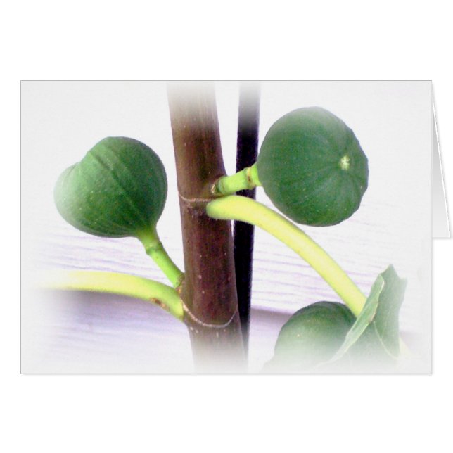 Grüne Feigen (Vorderseite (Horizontal))