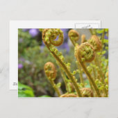 Grüne Fichtenfarn-Blätter Postkarte (Vorne/Hinten)