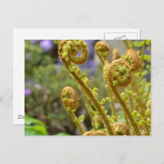 Grüne Fichtenfarn-Blätter Postkarte (Vorne/Hinten)