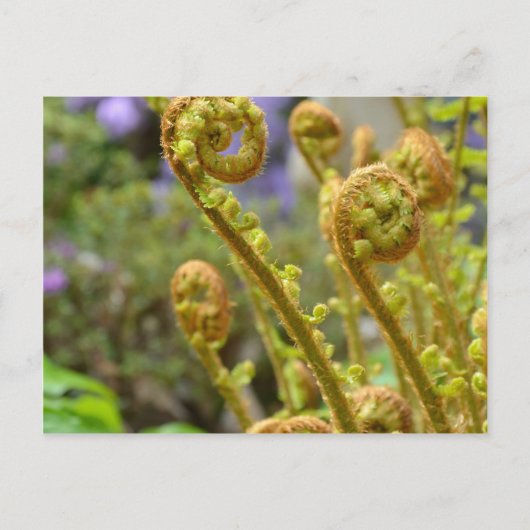 Grüne Fichtenfarn-Blätter Postkarte (Vorderseite)