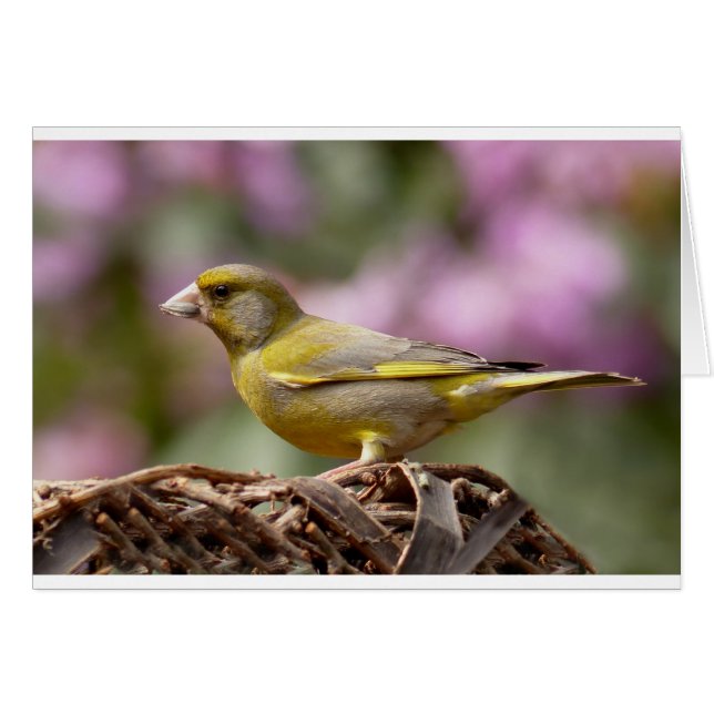 Grüne Finte (Vorderseite (Horizontal))