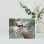Grüne Flasche Fliegenmakro Postkarte (Stehend Vorderseite)