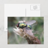 Grüne Flasche Fliegenmakro Postkarte (Vorne/Hinten)