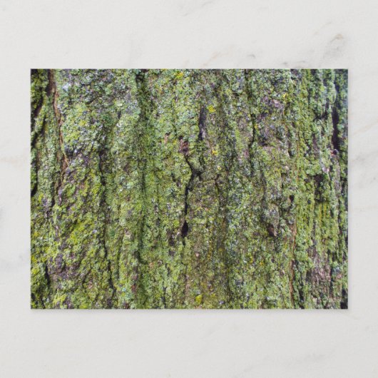 Grüne Flechte auf Baumrinde Postkarte (Vorderseite)
