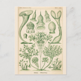 Grüne Flora Biologische Illustration Postkarte